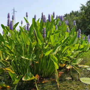 pontederia cordata