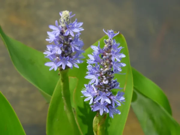 pontederia cordata