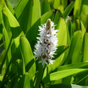 pontederia cordata alba