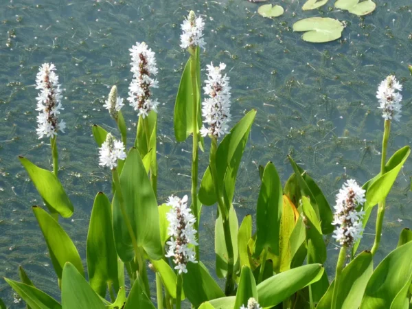 pontederia cordata alba