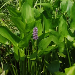 pontederia cordata pink pons