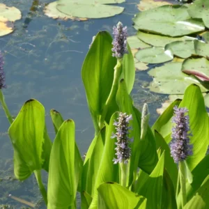 pontederia cordata pink pons