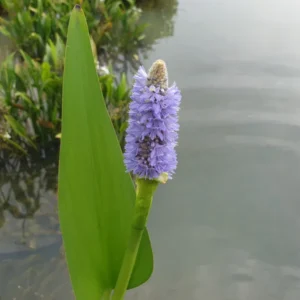pontederia dilatata