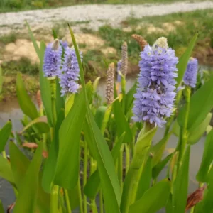 pontederia dilatata