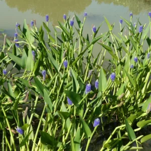 pontederia lanceolata
