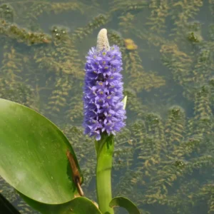 pontederia lanceolata