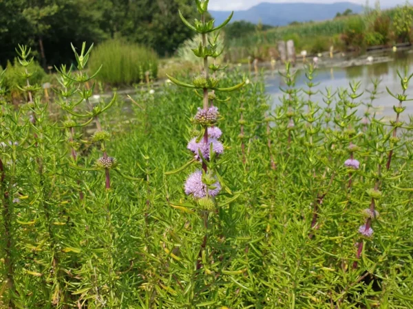 preslia cervina mentha cervina