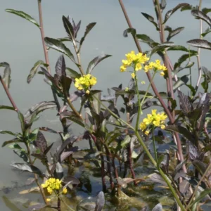 rorippa amphibia crescione anfibio