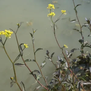 rorippa amphibia crescione anfibio