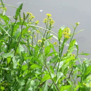 rorippa amphibia crescione anfibio