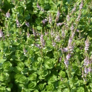 rotala rotundifolia
