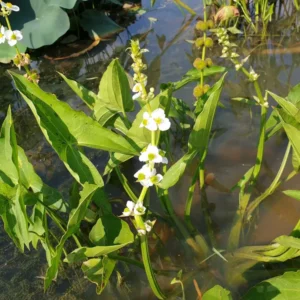 sagittaria australis