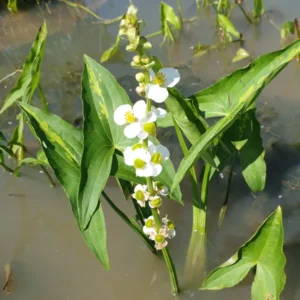 sagittaria australis