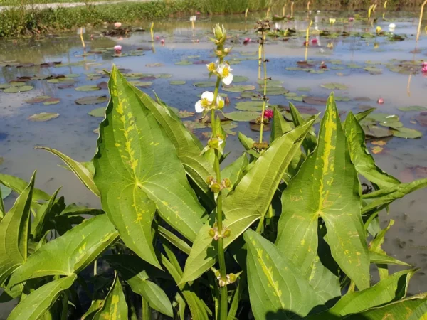 sagittaria australis