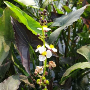 sagittaria australis benni