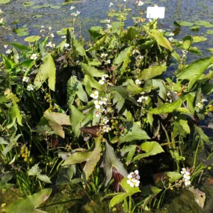 sagittaria australis benni