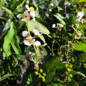 sagittaria australis benni