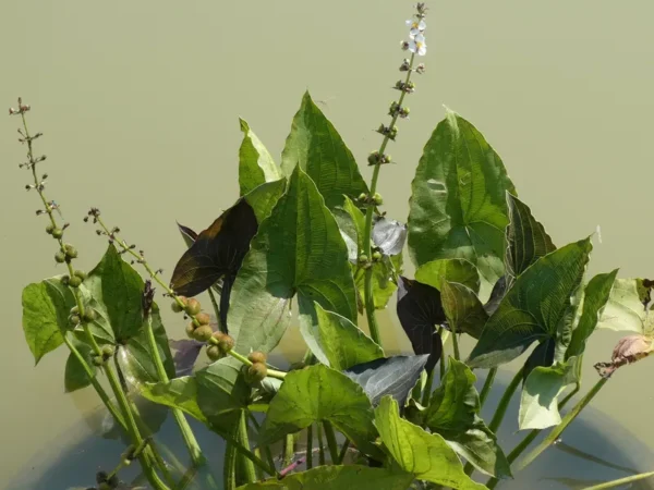 sagittaria australis benni