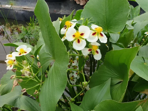 sagittaria montevidensis