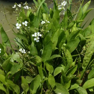 sagittaria platyphylla