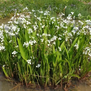 sagittaria platyphylla