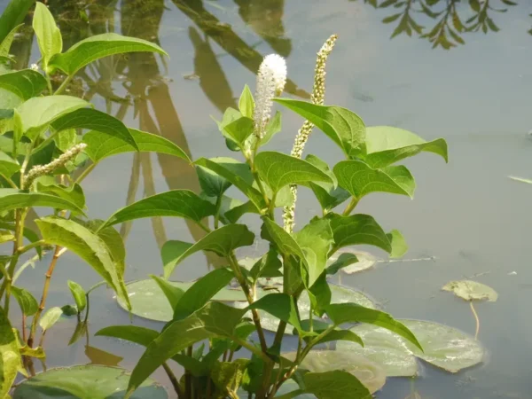 saururus cernuus coda di lucertola