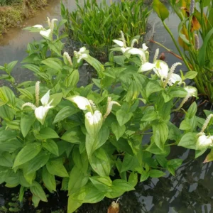 saururus chinensis
