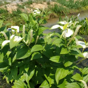 saururus chinensis