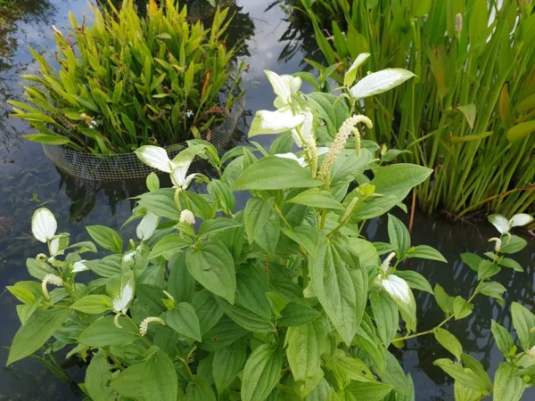 saururus chinensis