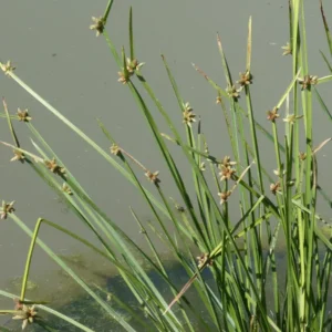 schoenoplectiella mucronata lisca mucronata