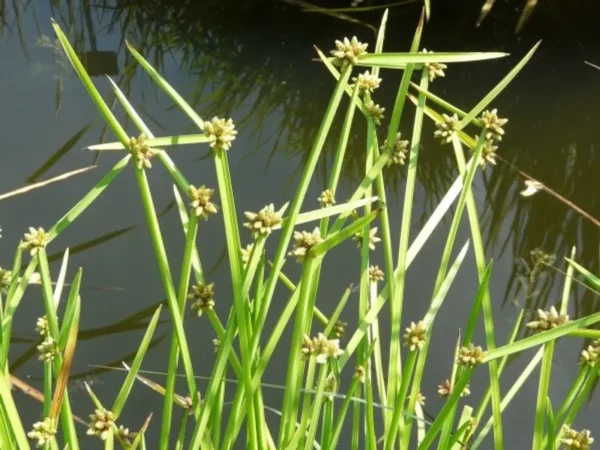 schoenoplectiella mucronata lisca mucronata