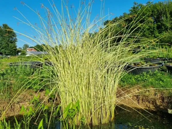 schoenoplectus lacustris albescens scirpus albescens