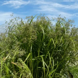 scirpus sylvaticus lisca dei prati