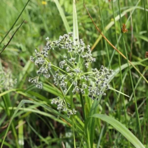 scirpus sylvaticus lisca dei prati