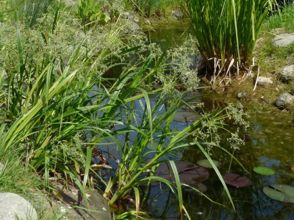 scirpus sylvaticus lisca dei prati