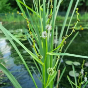 sparganium erectum coltellaccio maggiore