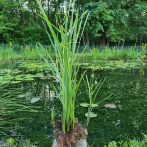 sparganium erectum coltellaccio maggiore