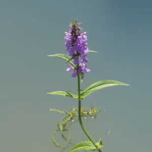 stachys palustris stregona palustre