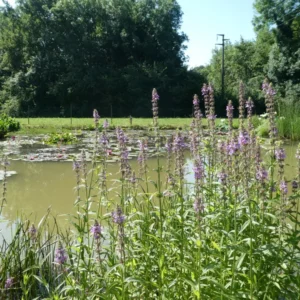 stachys palustris stregona palustre