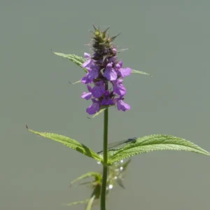 stachys palustris stregona palustre