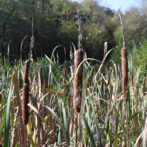 typha latifolia lisca maggiore mazzasorda tifa