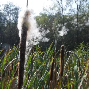 typha latifolia lisca maggiore mazzasorda tifa