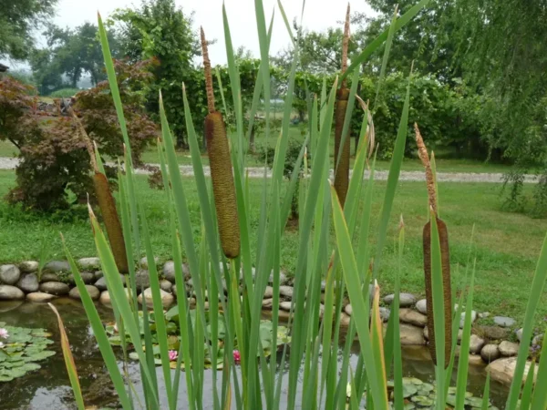 typha latifolia lisca maggiore mazzasorda tifa