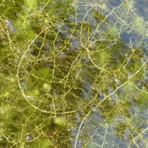 utricularia vulgaris erba-vescica comune