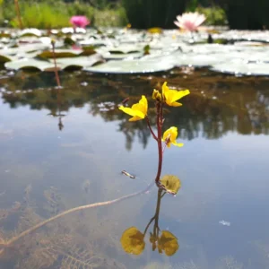 utricularia vulgaris erba-vescica comune