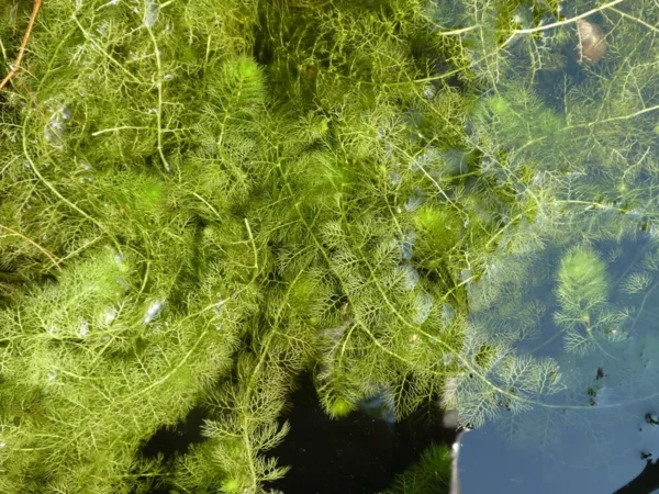 utricularia vulgaris erba-vescica comune