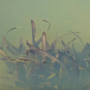 vallisneria gigantea