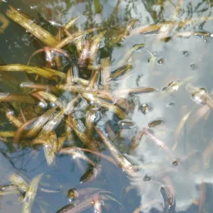 vallisneria gigantea