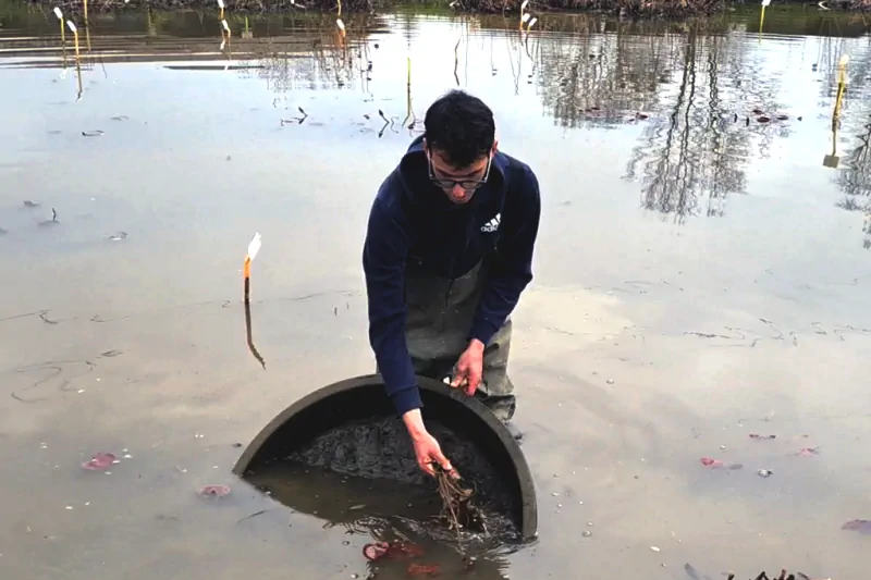 concimare le piante acquatiche