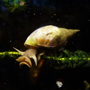 lumache lymnaea stagnalis